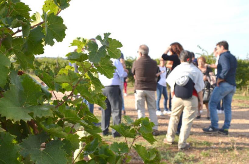 IN VIGNA - Enoturisti e uva da vino