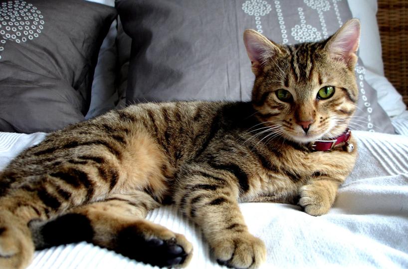 Torna «Felina», a Bari in mostra i gatti più belli del mondo