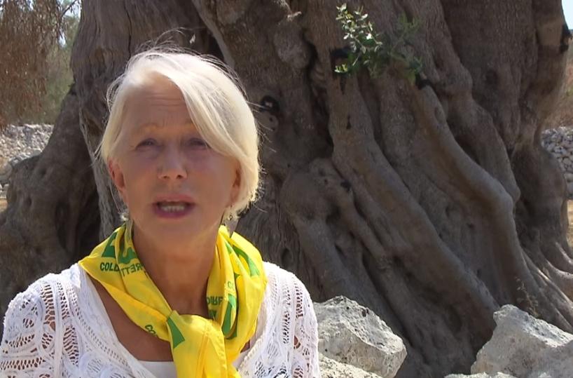 Xylella, appello di Mirren  per salvare ulivo Regina