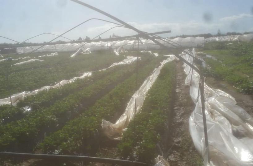 Basilicata, scoperchiate dal vento le serre della fragola