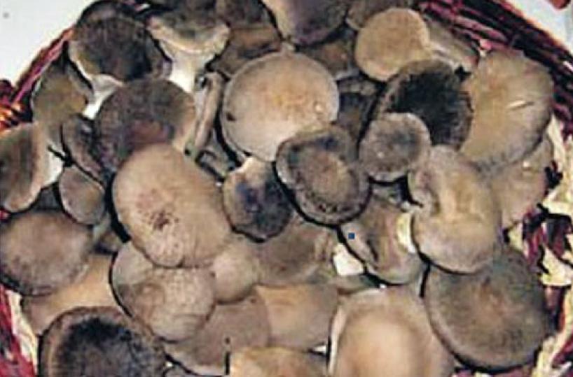FUNGHI - Delizia dell’autunno