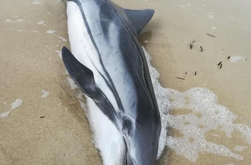 Manduria, sulla battigia si spiaggia un delfino morto