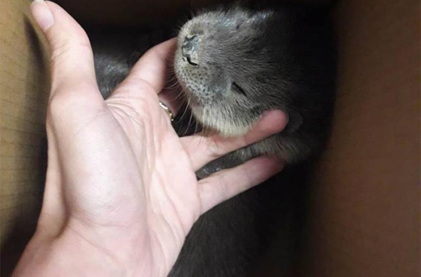 Cucciolo di lontra trovato nel Parco del Pollino: è in buone condizioni