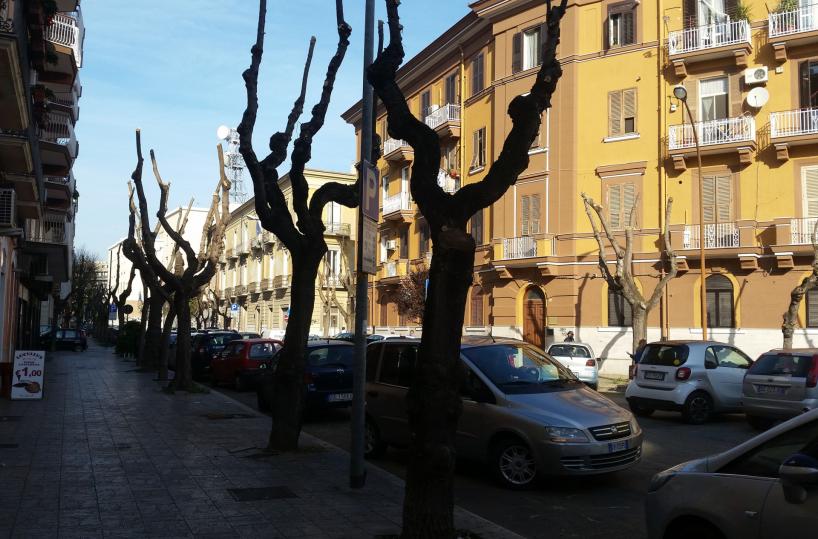 Alberi ridotti a scheletri, proteste dopo potatura