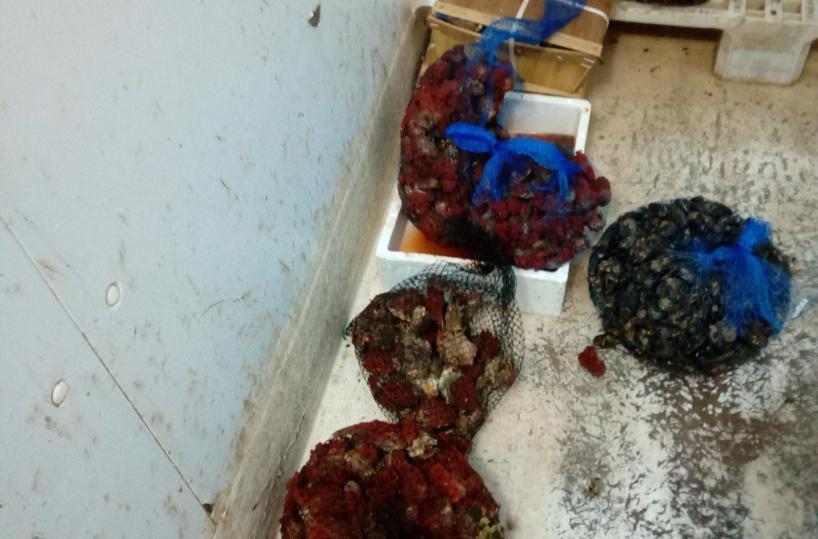 Lecce, blitz in pescheria: sequestrati 35 chili di pesce e multa da oltre mille euro