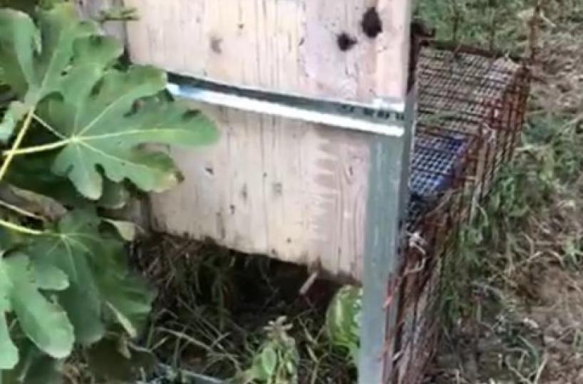 Nel suo terreno nascondeva gabbia per catturare animali selvatici, denunciato