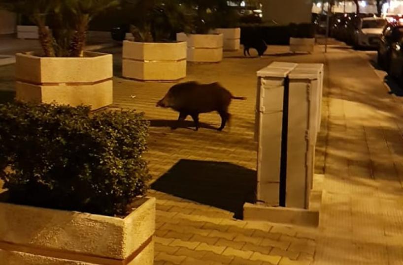 Bari, cinghiale solitario a spasso cerca "amici" al San Paolo