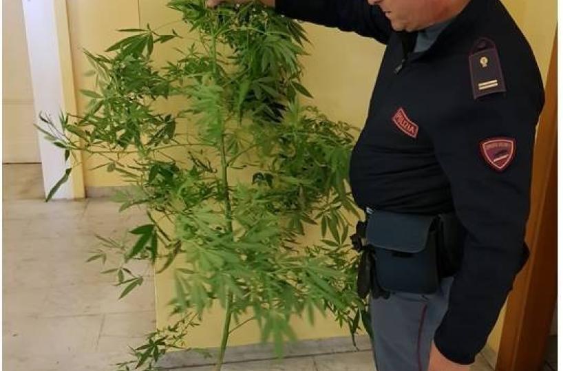 Taranto, pianta di marijuana nella piazzetta ritrovo dei giovani: sequestrata
