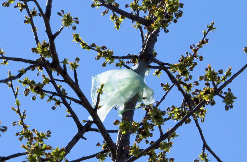 Potenza, trovate e sequestrate 100mila buste non biodegradabili 