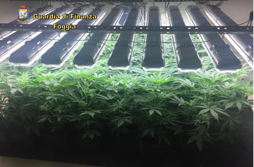 Foggia, aveva in casa una piantagione di marijuana: arrestato