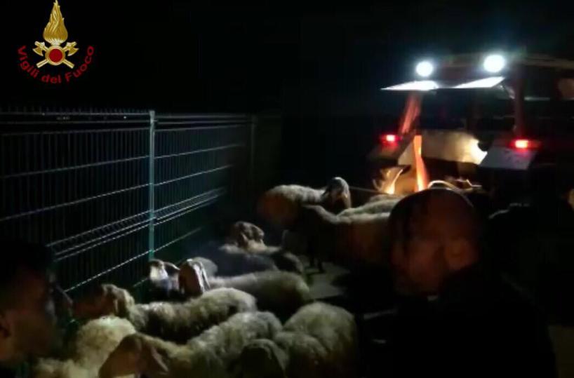 Vigili del Fuoco salvano 80 pecore intrappolate nel fango
