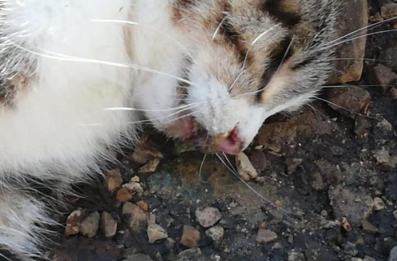 Putignano, strage di gatti: è caccia a un «seminatore» di polpette avvelenate