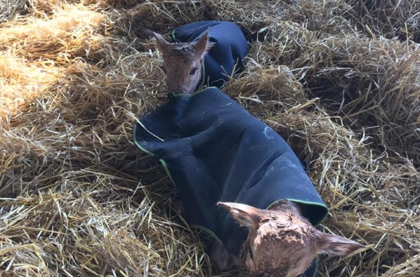 Gelo e neve, Coldiretti «veste» cavalli e vitelli con i cappottini