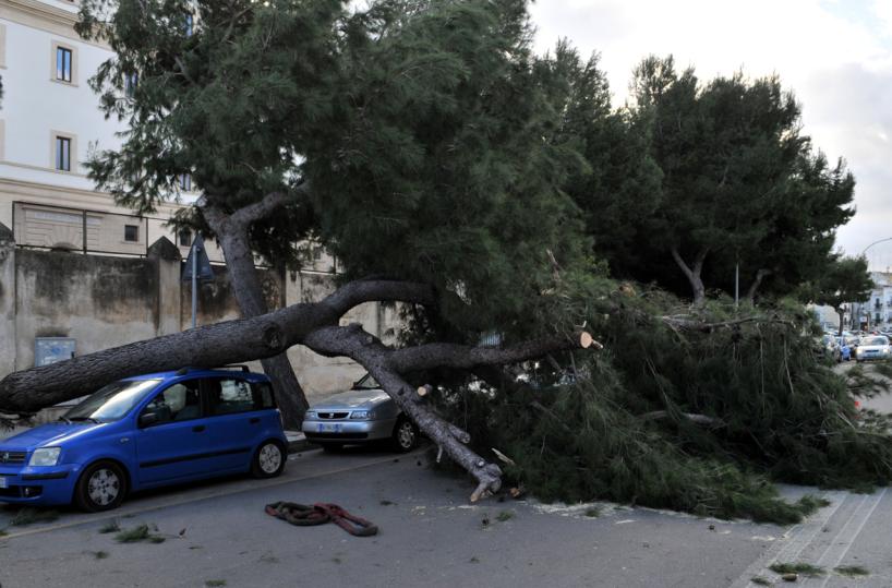 Bari, vento forte abbatte pino secolare: danni ad un auto 