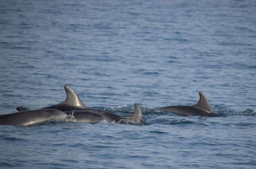 L'appello del WWF: «Salviamo i delfini del Golfo di Taranto»