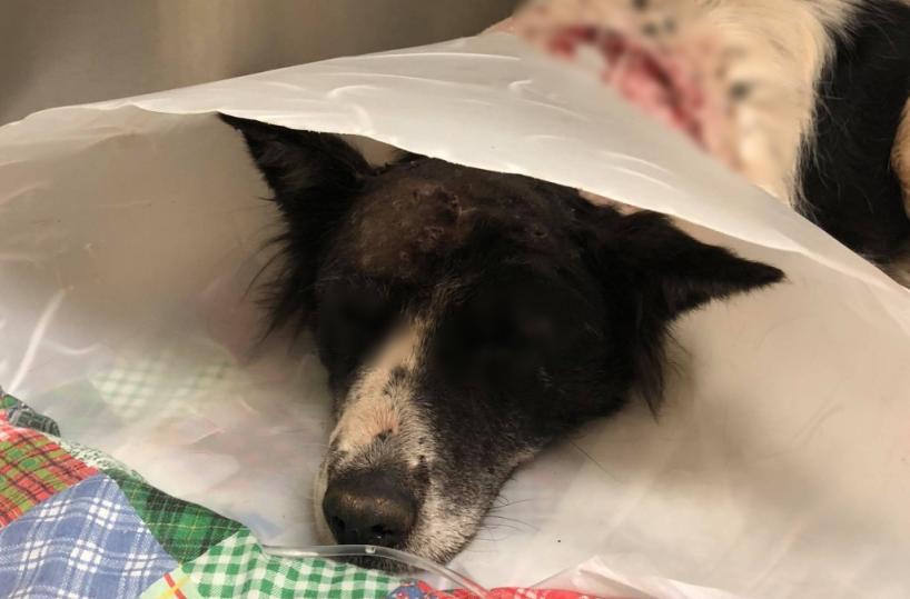 Bari, le sparano e diventa cieca: la cagnolina viene chiamata «Carabina» 