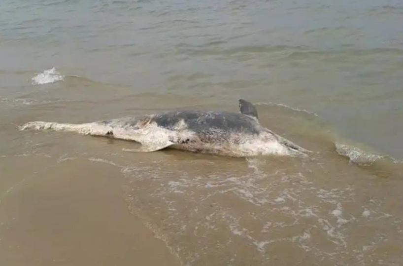 Foggia, trovata carcassa delfino in spiaggia: scattano le indagini Asl
