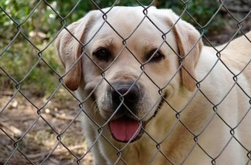 Cuccioli denutriti e mutilati: sequestrato allevamento abusivo nel Nordbarese