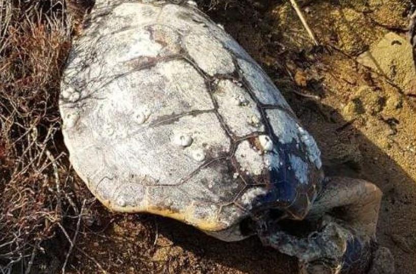 Eternit e plastica killer: 3 tartarughe morte nel Brindisino