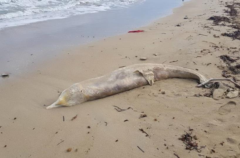 Torre Canne, delfino spiaggiato da giorni