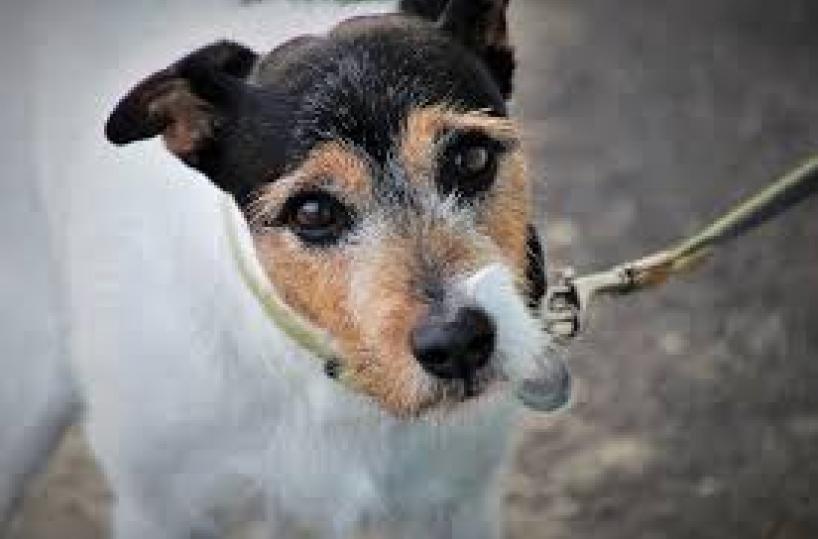 Ecco cosa prova Fido quando è adottato