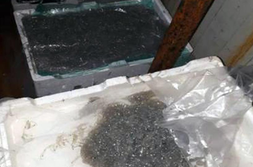 Taranto, pesce conservato male pronto per i ristoranti: sequestrati 3 quintali