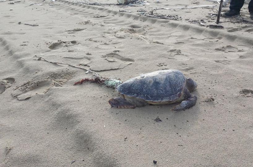 Eternit e plastica killer: 3 tartarughe morte nel Brindisino