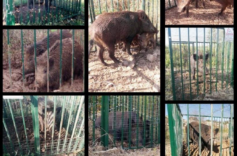 Allarme cinghiali a Bari: ecco il vademecum del Comune