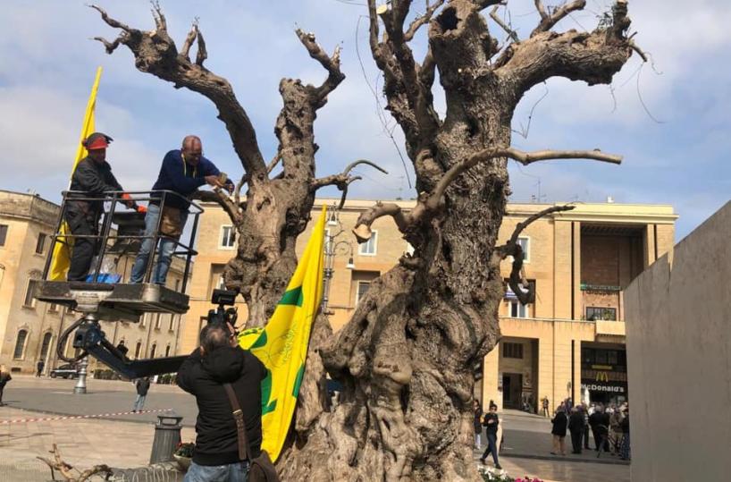 Lecce, la xylella infetta anche lo storico ulivo di piazza S. Oronzo