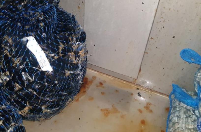 Margherita di Savoia, 200kg di cozze conservate e lavorate in un autoparco: sequestri