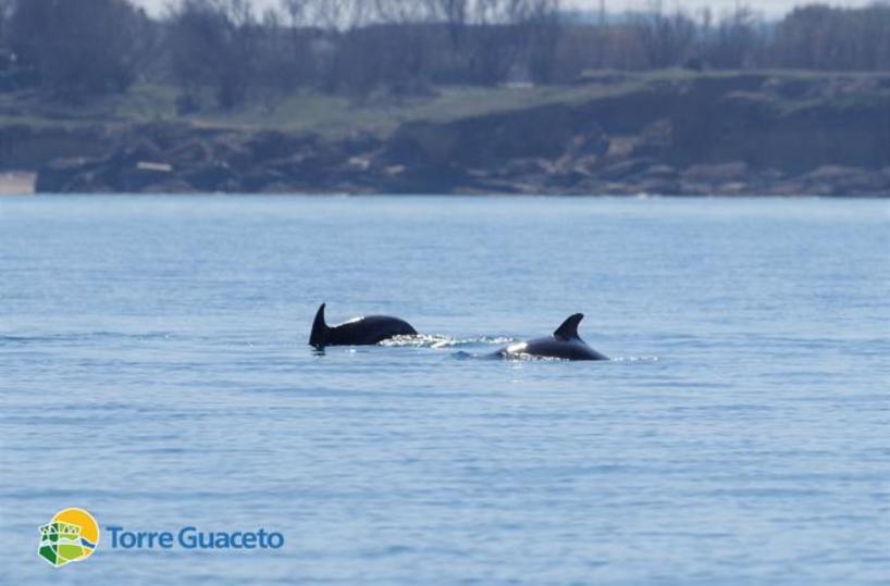 Branco di delfini avvistato nelle acque di Torre Guaceto: c'è anche un cucciolo