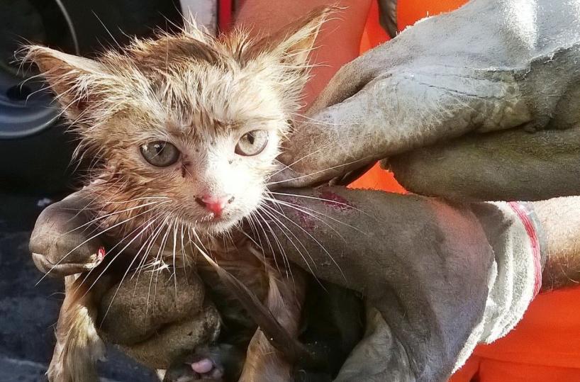 Getta 5 gattini nel bidone della spazzatura, 3 muoiono: denunciato 68enne salentino