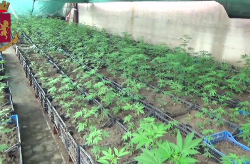 serra marijuana maglie