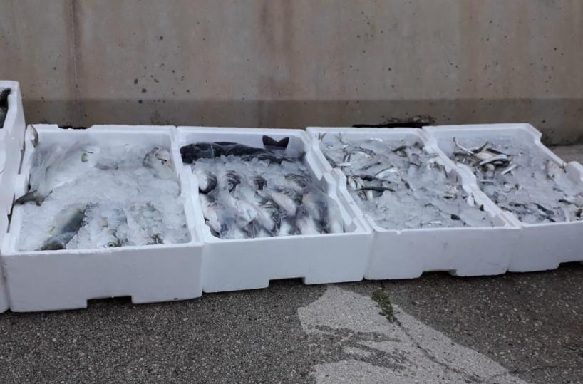 Barletta, sequestrati 140 kg di pesce e bianchetto: dati in beneficenza alla Caritas