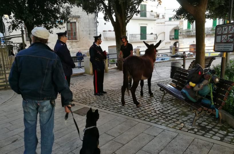 Locorotondo, i vigili urbani fermano il pellegrino Bruno e la sua asinella 