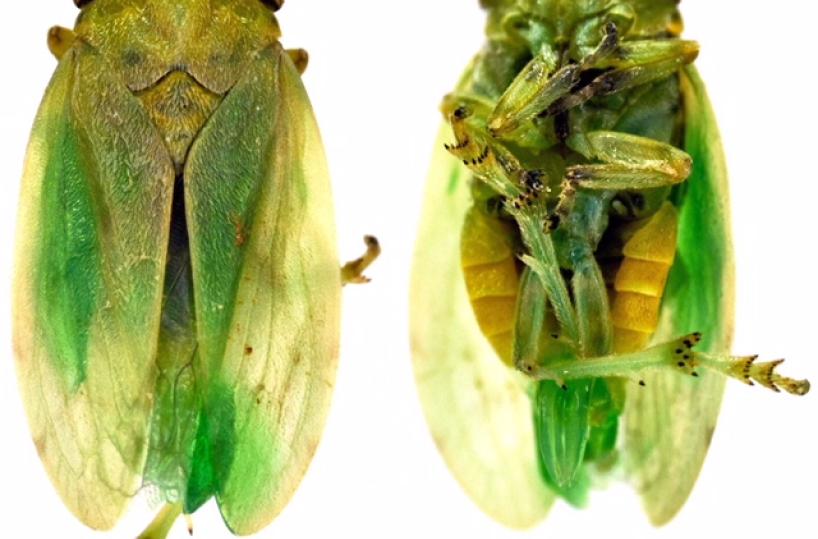 La Xylella a Bari: trovata sputacchina a Triggiano. «Ulivi a rischio»