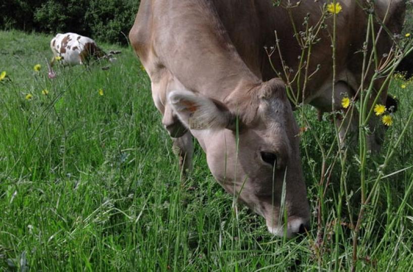 Vacca al pascolo tra i fiori selvatici