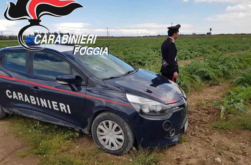 Trinitapoli, rubano 5mila carciofi dai campi: 4 arresti