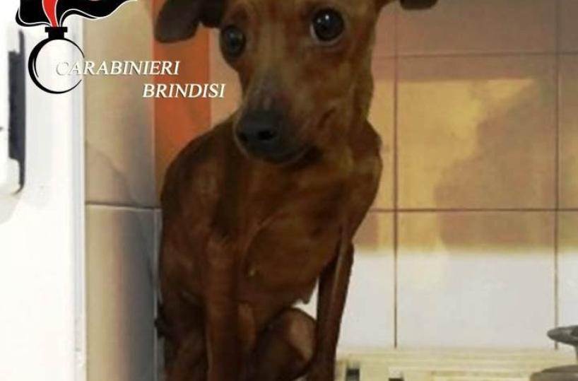 In casa merce rubata e 2 pincher denutriti: denunciata coppia