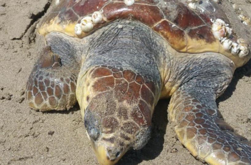 Castellaneta, tartaruga marina morta. Ecologisti: «È strage»