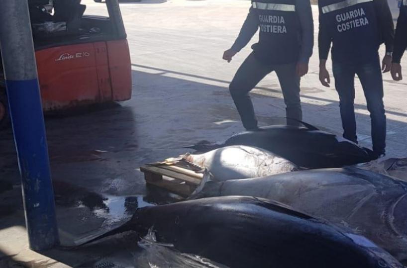Bari, sequestrati oltre 6 quintali di tonno: il pesce dato in beneficenza