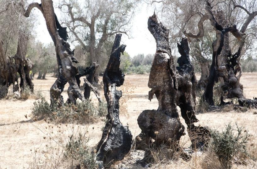 Xylella,  l'asssurdo della Puglia: espianti frenati da mala burocrazia