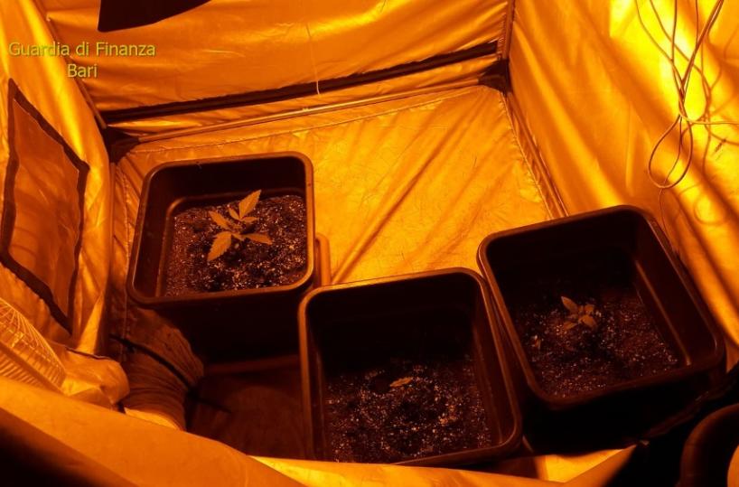 Coltiva marijuana in casa, denunciato 30enne a Mola di Bari