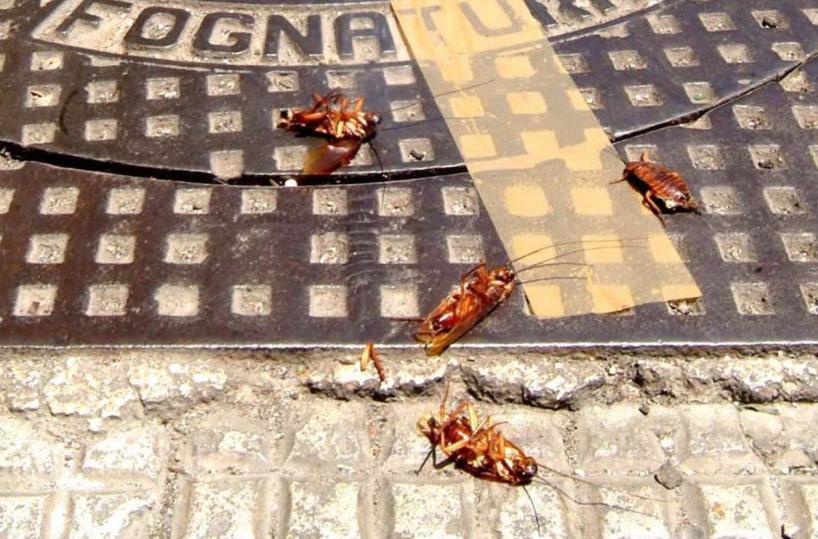 Bari, rischio multa per chi non fa bonifica contro scarafaggi