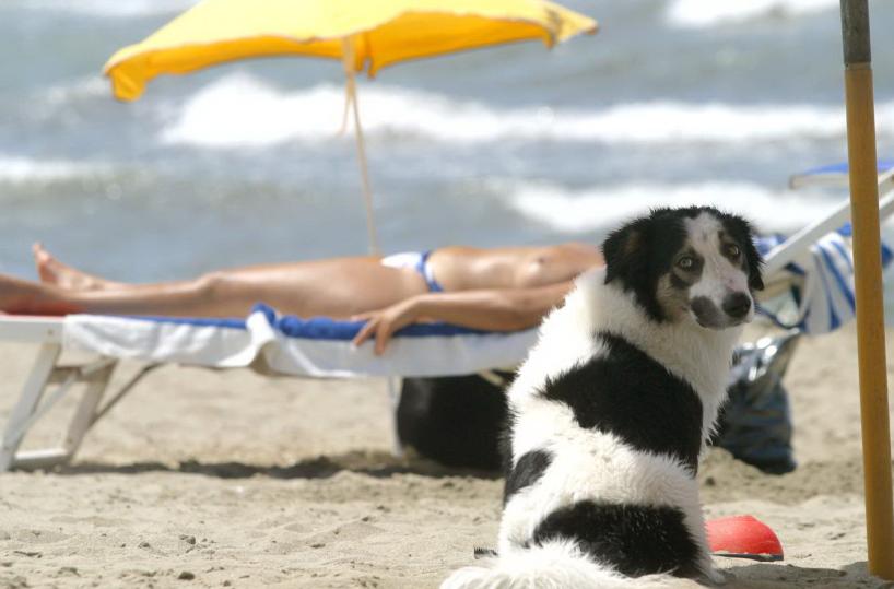 Animali benvenuti in spiaggia: Puglia tra le più «pet friendly»