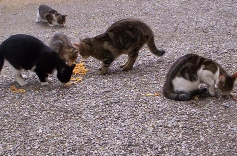 Ostuni, comune liquida 290 euro per salvare gatto randagio