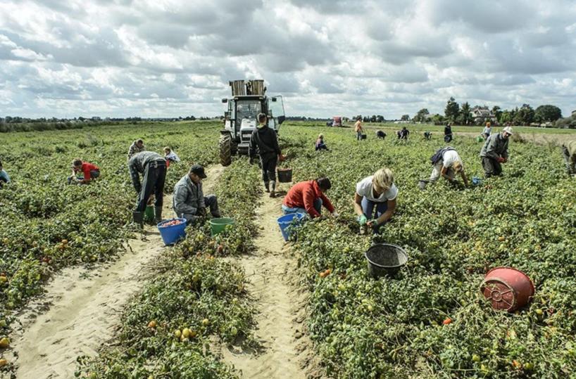 Coldiretti: nel Metapontino maltempo ha fatto 10mln di danni
