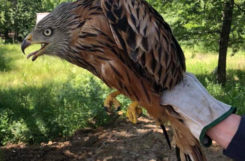 Potenza, raro esemplare di nibbio reale tornerà a volare