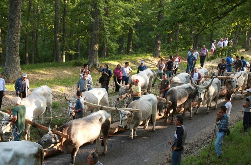 Maggio Accettura, al via la festa millenaria in Basilicata