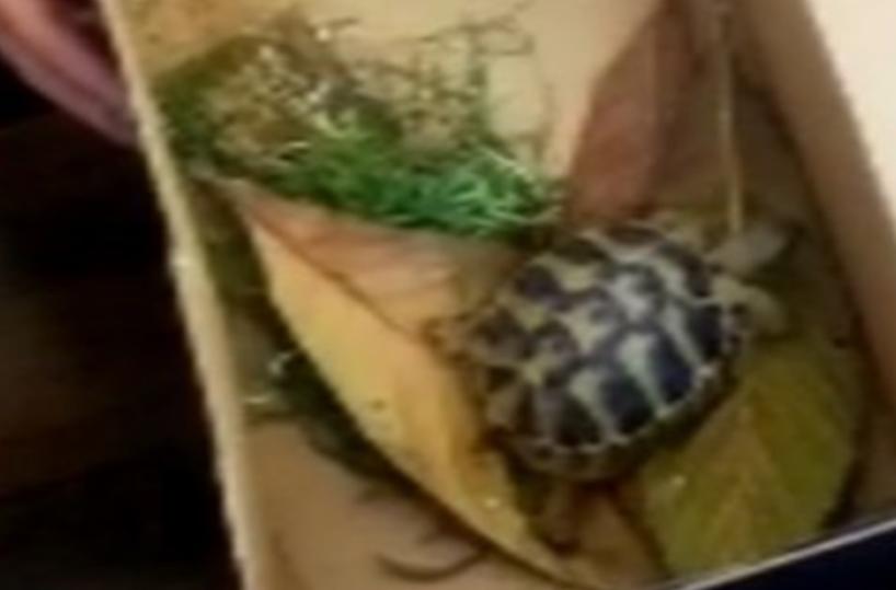 Il souvenir dalla Grecia è una tartaruga in via di estinzione: sequestro al Porto di Bari